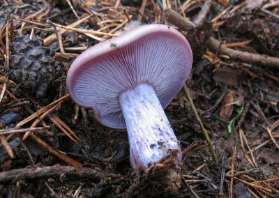 Lepista nuda, pie azul