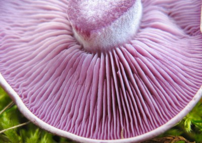 Lepista nuda