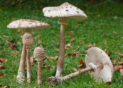 Macrolepiota procera