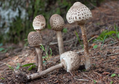 Macrolepiota procera, parasol, galanperna
