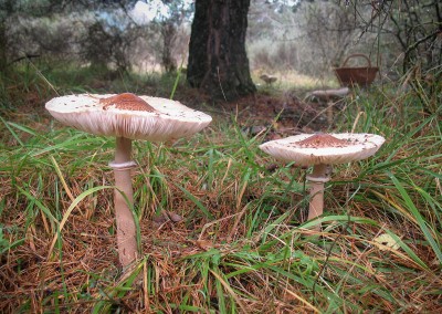 Macrolepiota procera, parasol, galanperna