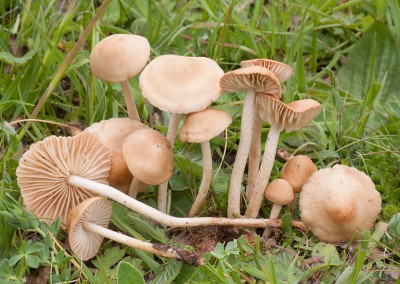 Marasmius oreades