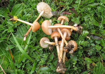 Marasmius oreades, senderuela, carrerilla, carrereta, fongeta