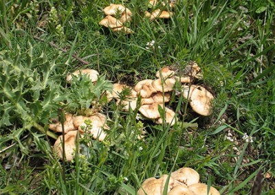 Marasmius oreades, senderuela, carrerilla, carrereta, fongeta