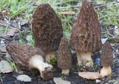 Morchella, colmenilla, cagarria, múrgula, morróngla, karraspina
