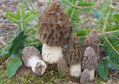 Morchella, colmenilla, cagarria, múrgula, morróngla, karraspina