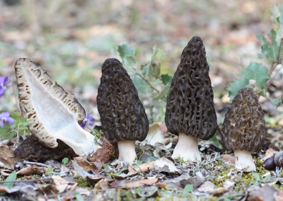 Morchella, colmenilla, cagarria, múrgula, morróngla, karraspina