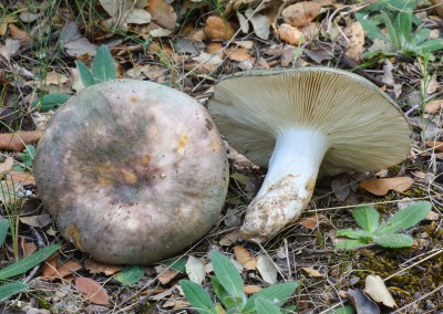 Russula cyanoxantha, carbonera, urretxa