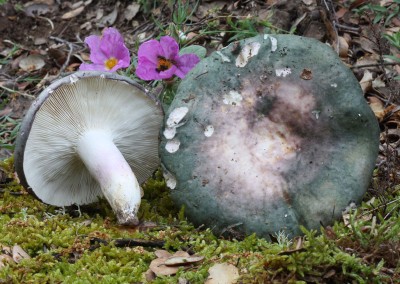 Russula cyanoxantha, carbonera, urretxa