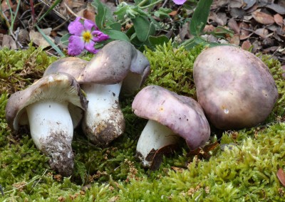 Russula cyanoxantha