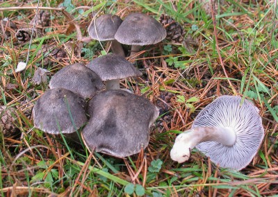 Tricholoma terreum, fredolic, rotona