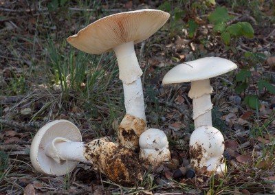 Amanita proxima