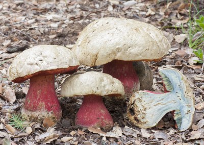 Boletus satanas, mata parientes