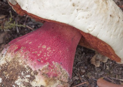Boletus satanas, mata parientes