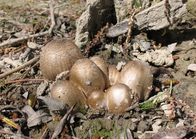 Coprinus romagnesianus, coprinus atramentarius