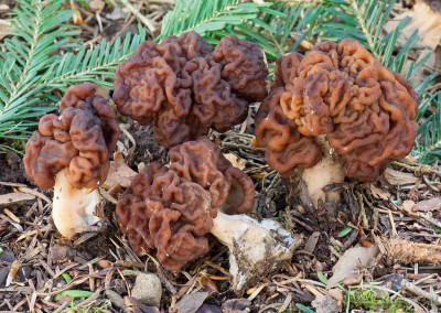 Gyromitra esculenta, korvasien