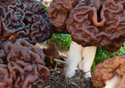 Gyromitra esculenta, korvasien