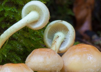 Hypholoma fasciculare