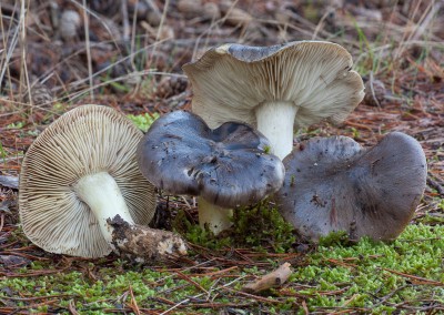 Tricholoma portentosum