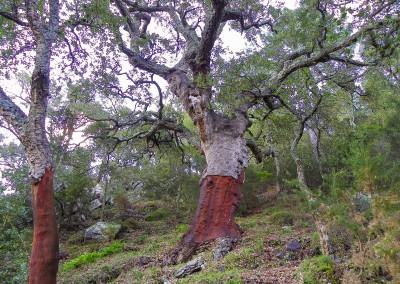 Alcornocal