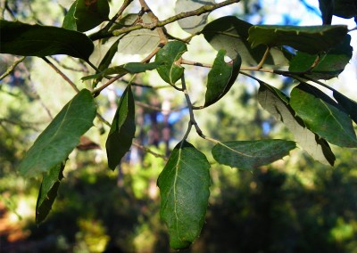 Alcornocal, Hoja de Alcornoque