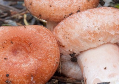 Lactarius torminosus, falso níscalo, falso robellón