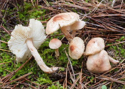Lepiota josserandii