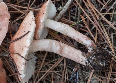 Lepiota josserandii