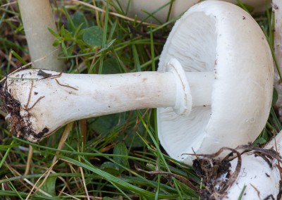 Leucoagaricus leucothites