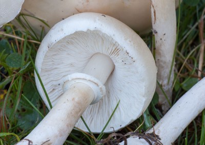 Leucoagaricus leucothites