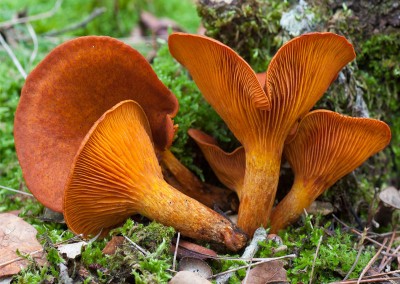 Omphalotus olearius, seta de olivo