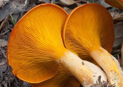 Omphalotus olearius, seta de olivo
