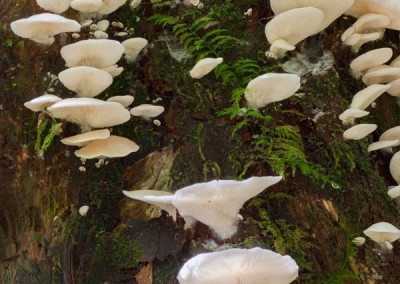 Pleurocybella porrigens