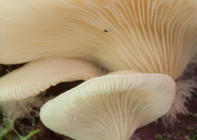 Pleurocybella porrigens