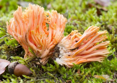 Ramaria formosa