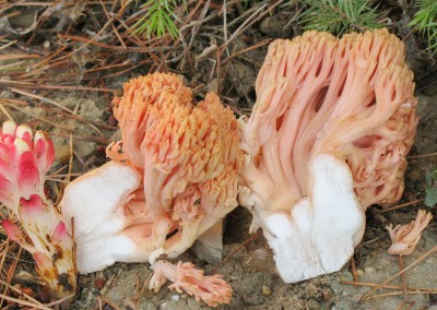 Ramaria formosa
