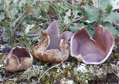 Sarcosphaera crassa