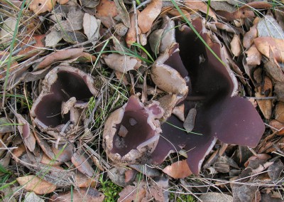Sarcosphaera crassa