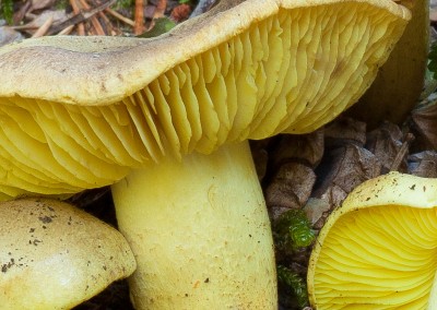 Tricholoma equestre, seta de los caballeros