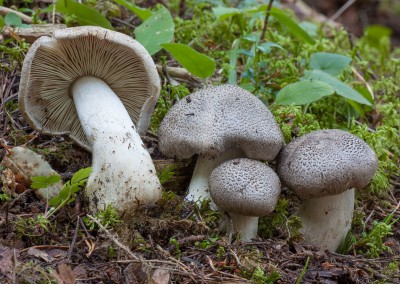 Tricholoma pardinum