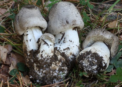 Tricholoma pardinum