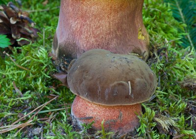 Boletus erytrophus