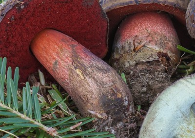 Boletus erytrophus