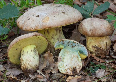 Boletus fechtneri