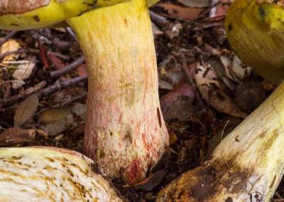Boletus fechtneri