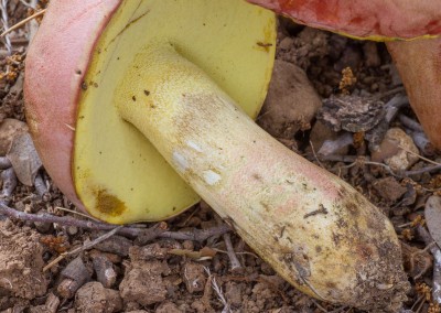 Boletus pseudoregius