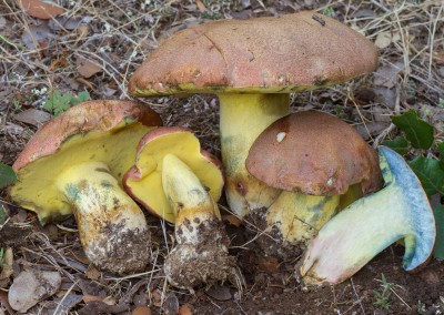 Boletus pseudoregius