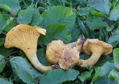 Cantharellus amethysteus