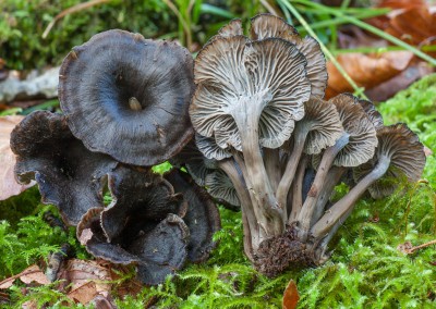 Craterellus cinereus