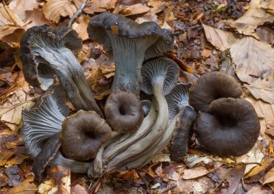 Craterellus cinereus